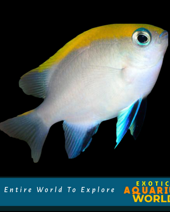 Bluefin Damselfish (Neoglyphidodon melas)