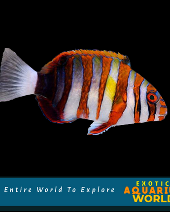 Harlequin Tusk (Choerodon fasciatus)