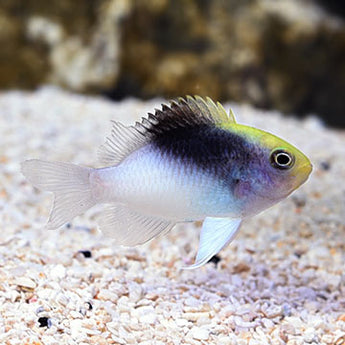 Rolland's Damselfish (Chrysiptera rollandi)