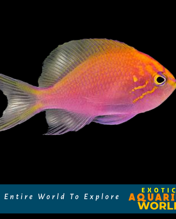 Sunset Anthias (Pseudanthias parvirostris)