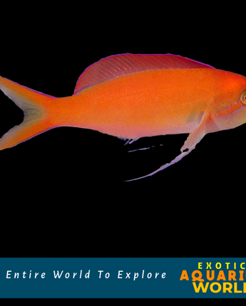 Dispar Anthias (Pseudanthias dispar)