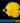 Golden Semilarvatus Butterflyfish (Chaetodon semilarvatus)