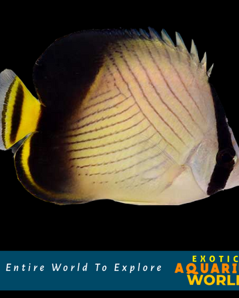 Indian Vagabond Butterflyfish (Chaetodon decussatus)