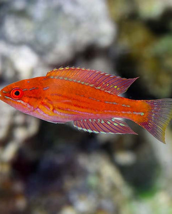 Royal Flasher Wrasse (Paracheilinus angulatus)