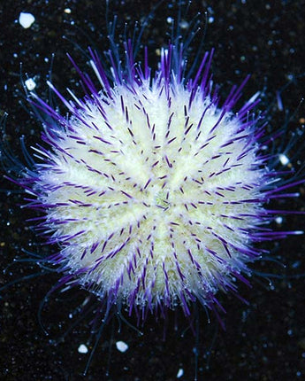 Purple Short Spine Pincushion Urchin (Pseudoboletia sp.)