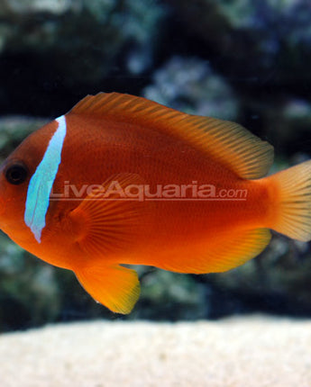 Fiji Barberi Clownfish (Amphiprion barberi)