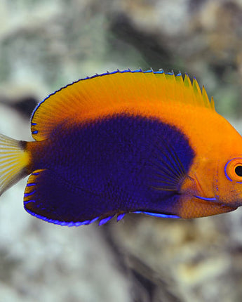 Pygmy (Cherub) Angelfish (Centropyge argi)