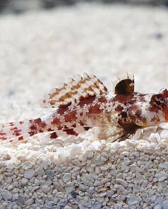 Red Scooter Dragonet (Synchiropus stellatus)