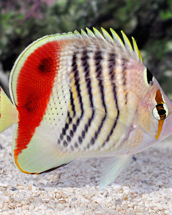 Red Sea Eritrean Butterflyfish (Chaetodon paucifasciatus)