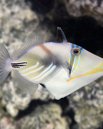 Humu Picasso Triggerfish (Rhinecanthus aculeatus)