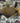 Undulate Triggerfish (Balistapus undulatus)