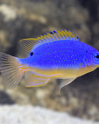 Fiji Blue Devil Damselfish (Chrysiptera taupou)