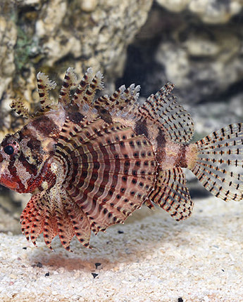 Fuzzy Dwarf Lionfish (Dendrochirus brachypterus)