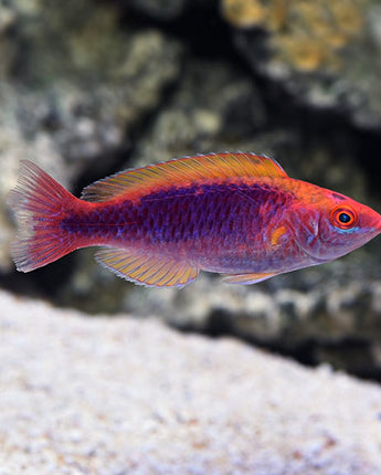 Multicolor Lubbock's Fairy Wrasse (Cirrhilabrus lubbocki)