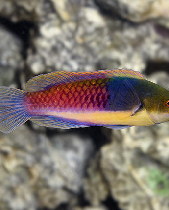 Bluehead Fairy Wrasse (Cirrhilabrus cyanopleura)