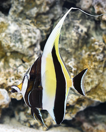 Moorish Idol (Zanclus cornutus)