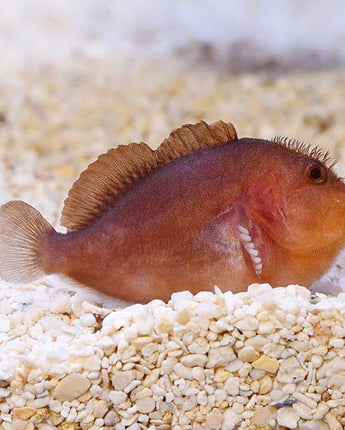 Pygmy Coral Croucher Goby (Caracanthus unipinna)