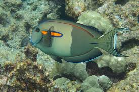 Orangeshoulder Tang (Acanthurus olivaceus)