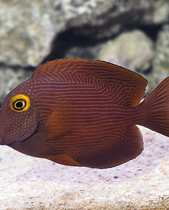 Kole Yellow Eye Tang (Ctenochaetus strigosus)