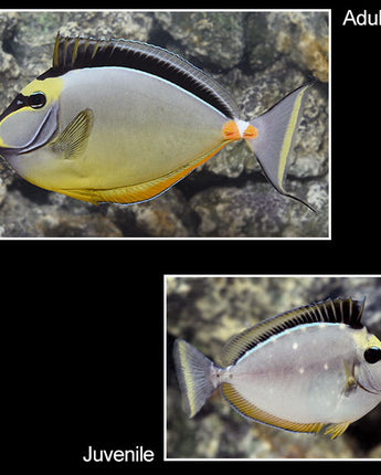 Naso Tang (Naso lituratus)