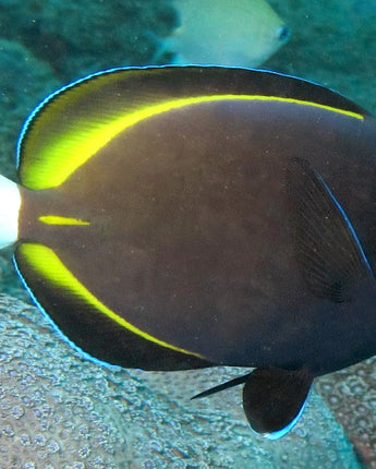 Whitecheek Tang (Acanthurus nigricans)